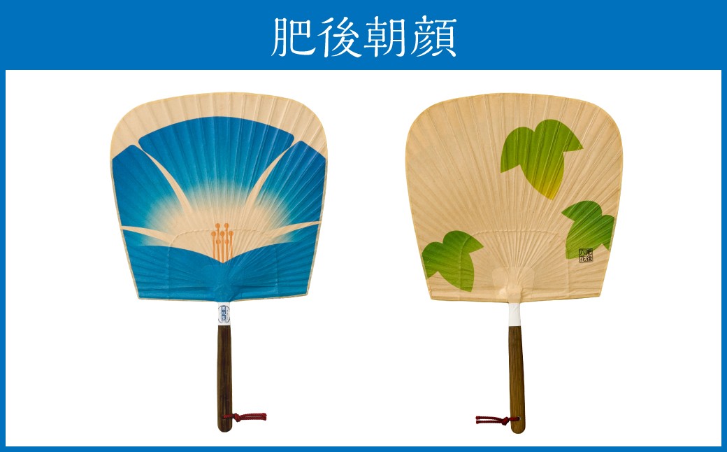 肥後朝顔