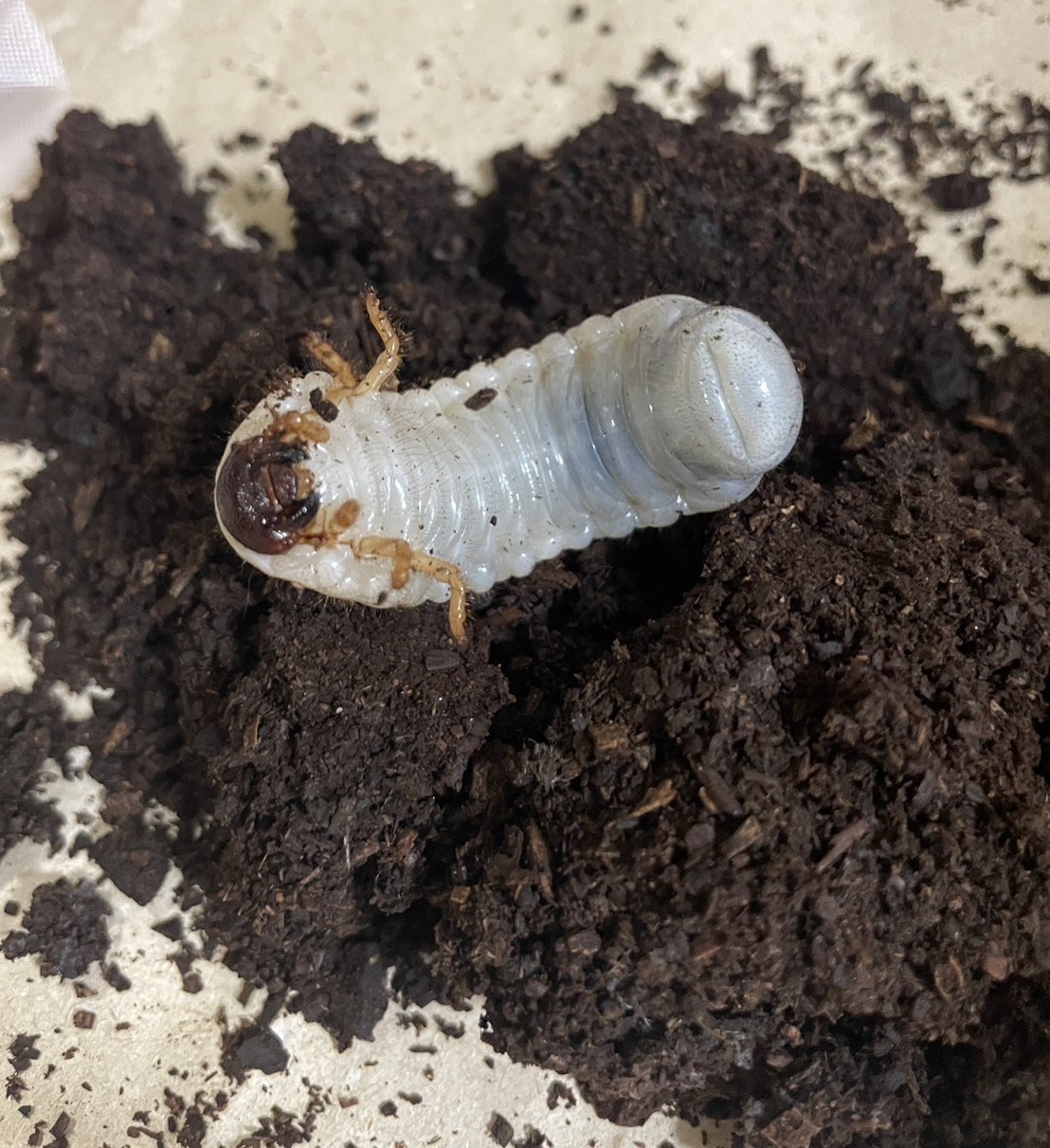 ヘラクレスオオカブトの幼虫