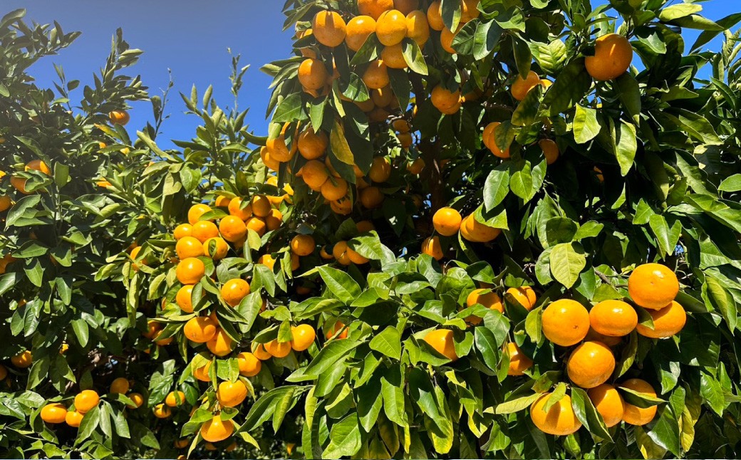 長崎県産温州みかん ご家庭用 約3kg