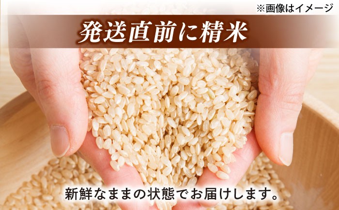 きぬむすめ 米 お米 白米 精米 定期便 ごはん 産地直送 島根 松江 おすすめ