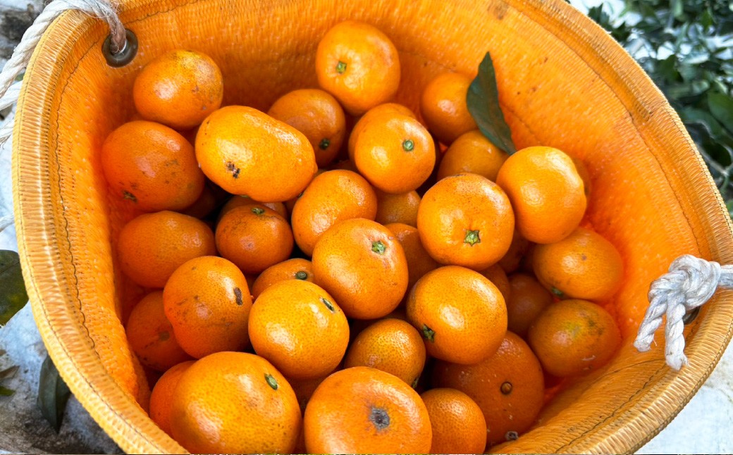 長崎県産温州みかん ご家庭用 約3kg