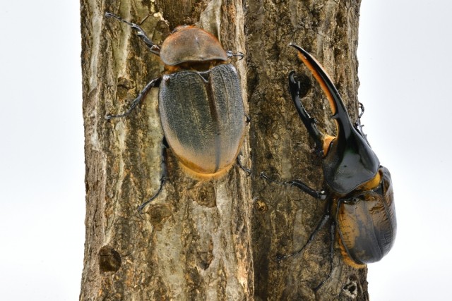 ヘラクレス・ヘラクレス　イメ―ジ