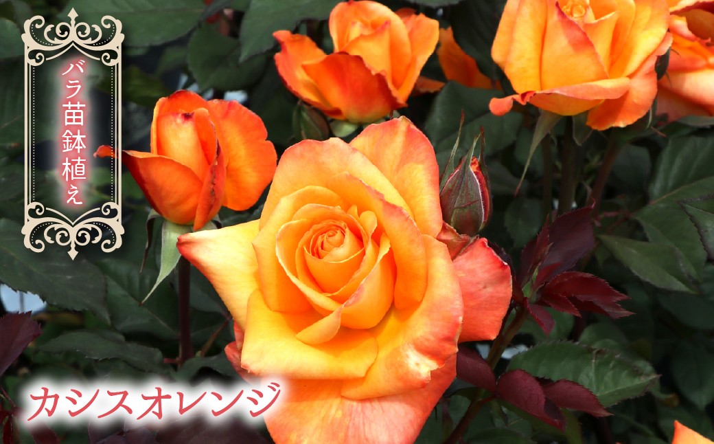 バラ苗鉢植え「カシスオレンジ」 057-056 