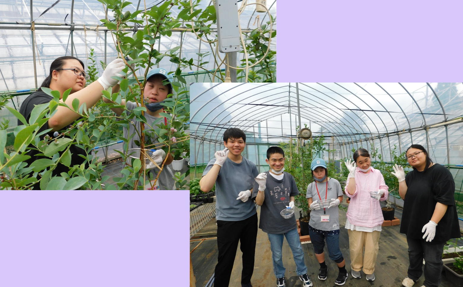 福祉作業所ワークセンターこむたんのメンバーが都立農業高等学校の有志生徒と共にブルーベリーを栽培、収穫しました。