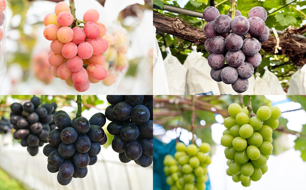 うちとくだもん のこだわりぶどう 4種食べ比べセット