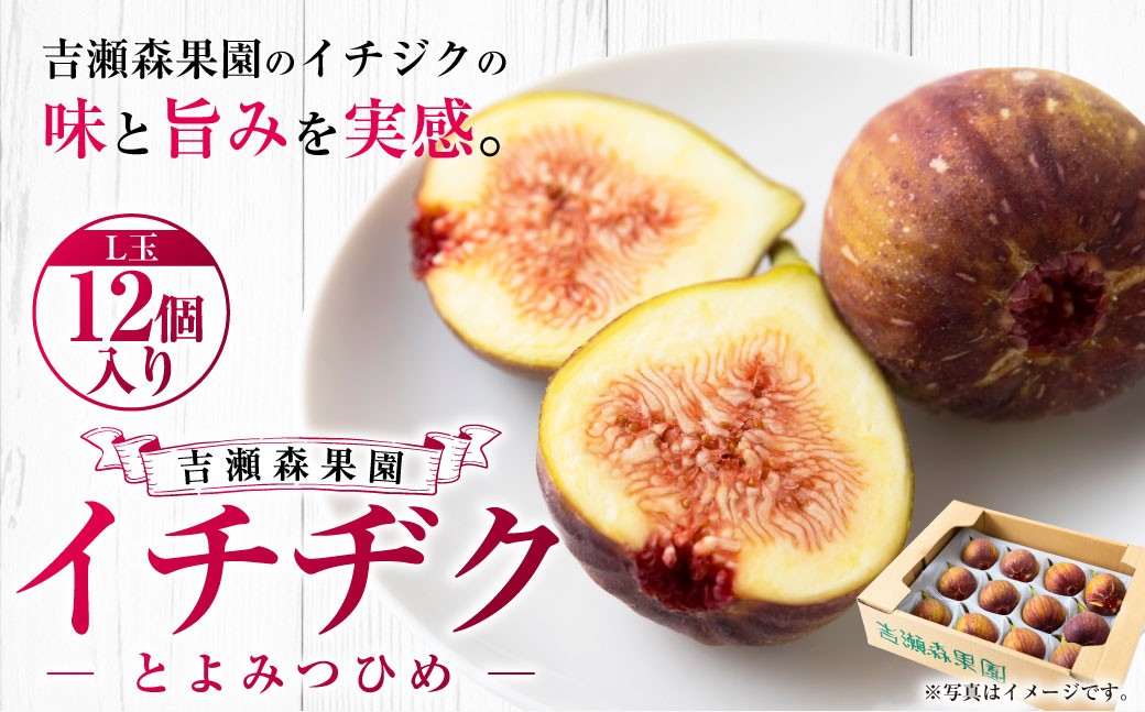 イチジク （とよみつひめ） L玉 12個入り