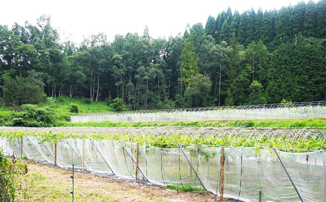 シャインマスカット2房