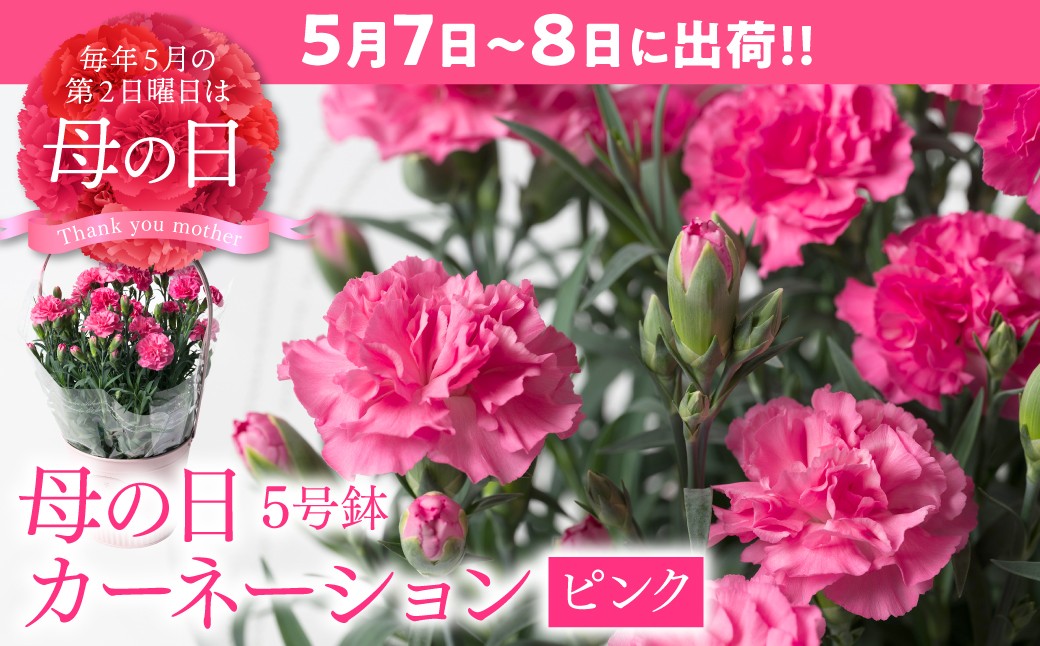 母の日 ポットカーネーション ピンク