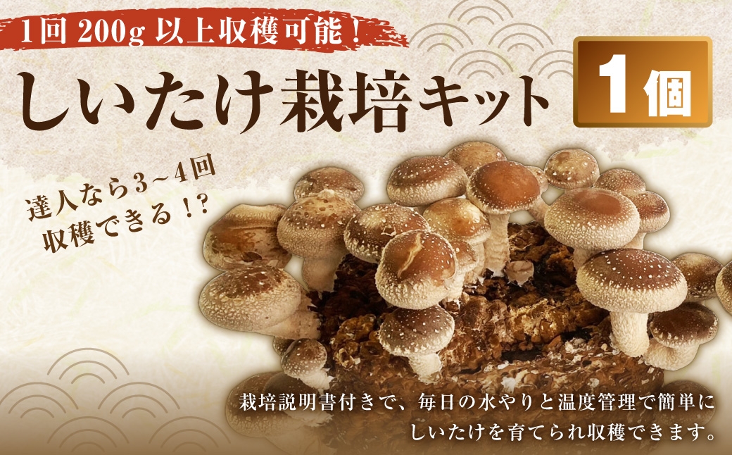 しいたけ栽培キット（菌床1個）