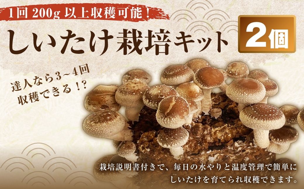 しいたけ栽培キット（菌床2個セット）