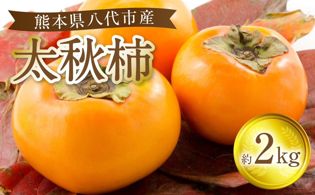 熊本県八代市産 太秋柿 約2kg