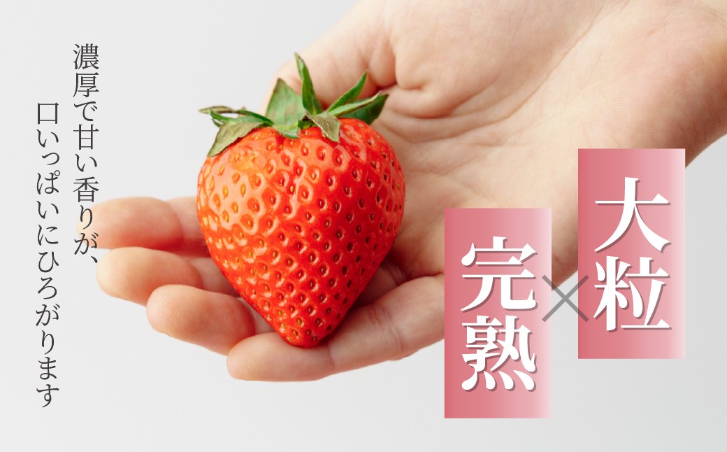 いちご【先行予約】あまりん 2パック 約500g
