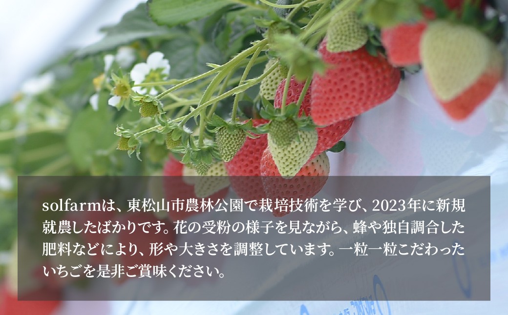 箱のデザインが少し変更になる場合がございます。