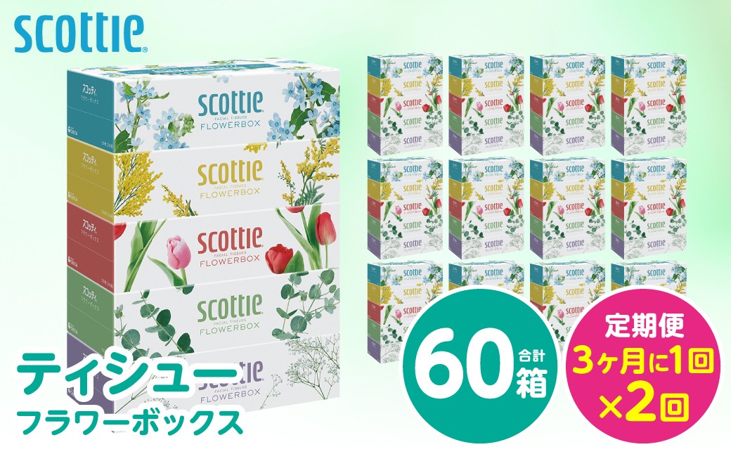 【定期便2回】【3ヶ月に1回お届け】【スコッティ】ティシュー フラワーボックス 250組 5箱パック×12セット 合計60箱