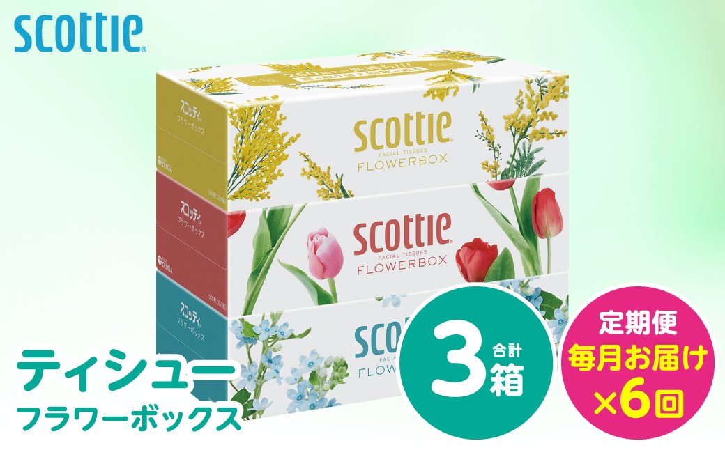 【定期便6回】【毎月お届け】【スコッティ】 ティシュー フラワーボックス 250組 3箱 計18箱
