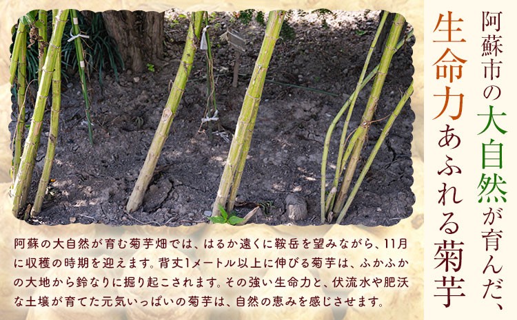 【5ヶ月定期便】きくちのきくいも タブレット 50g（250粒入り）2箱×5回 計10箱 菊芋 健康食品