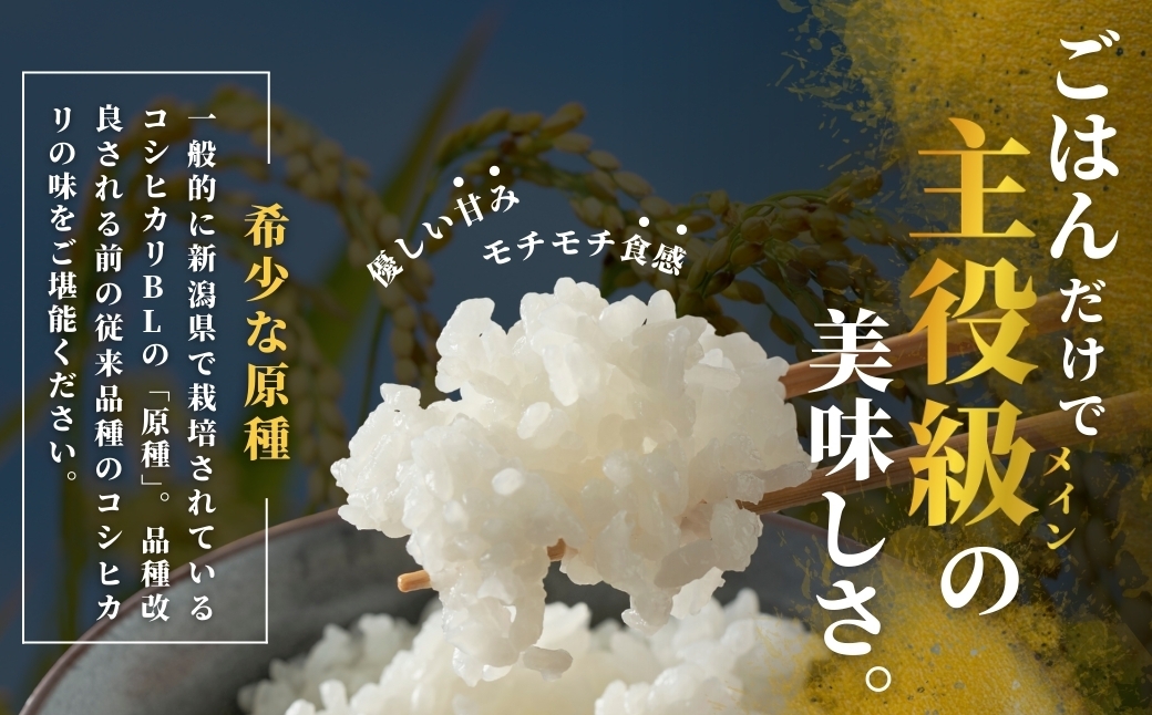 【お米の定期便】希少原種コシヒカリ モチモチ食感と優しい甘みが主役級の美味しさ