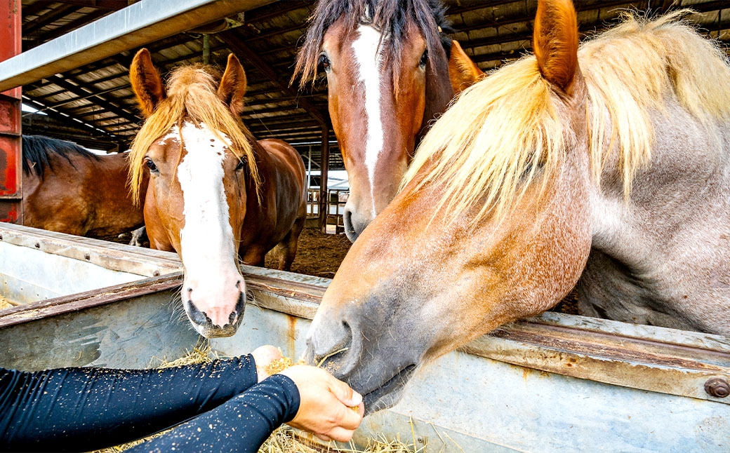 熊本特産馬刺し 赤身食べ比べセット