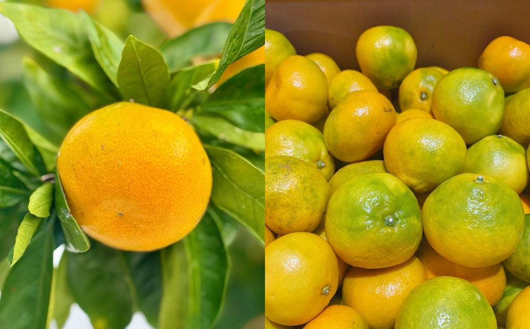 A336 みかんどれっしんぐ 190ml×3本セット