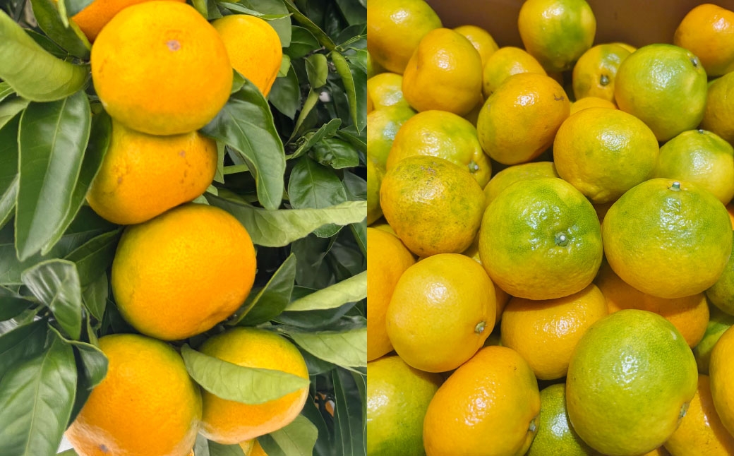 A334 かけたかなドレッシング＆みかんどれっしんぐ 各190ml×1本セット（計2本）