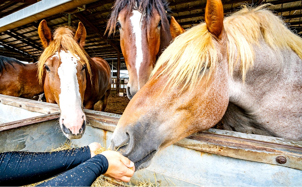 熊本特産馬刺し 食べ比べ堪能セット