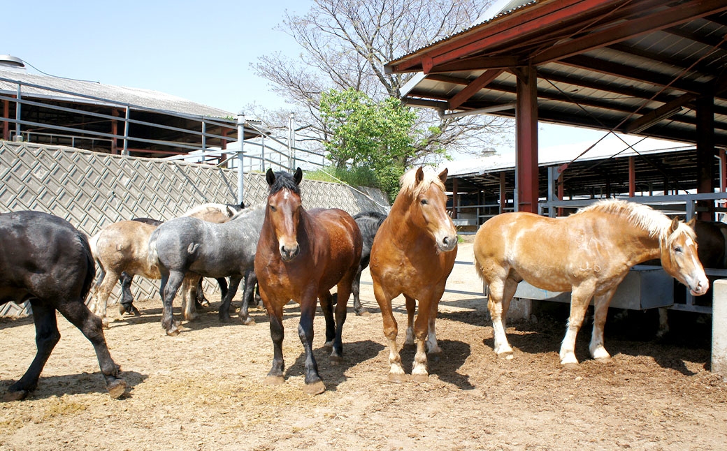 熊本特産馬刺し 食べ比べ堪能セット