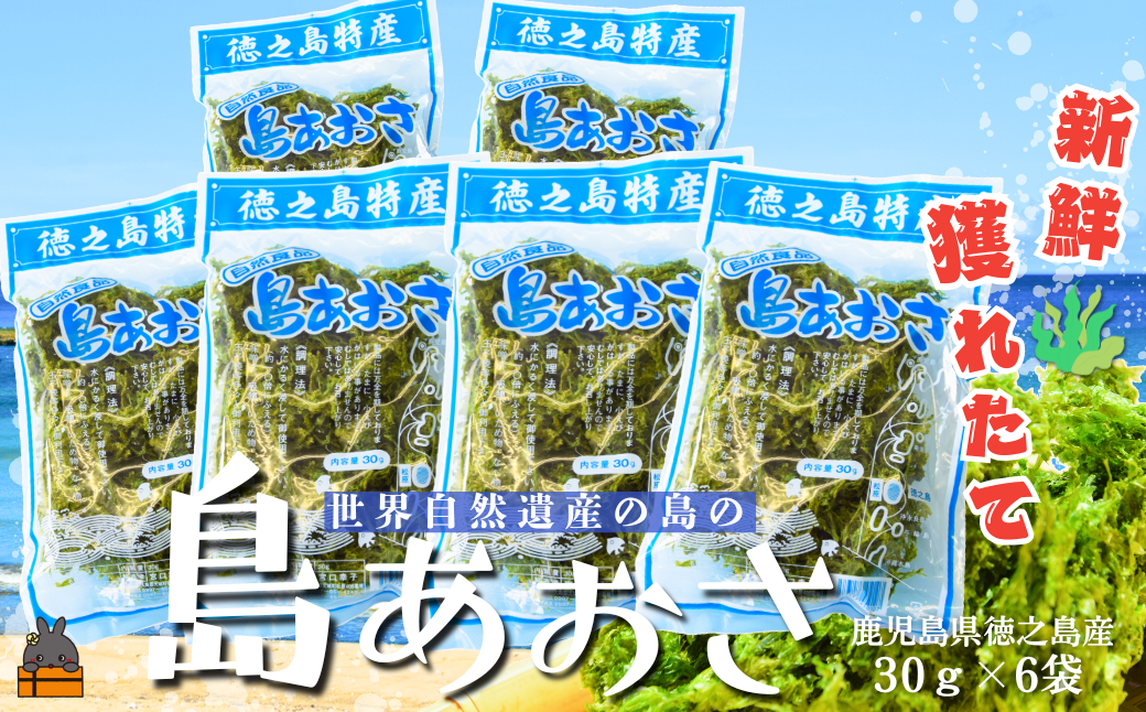 収穫されたばかりの“徳之島産島あおさ”をお届けします！