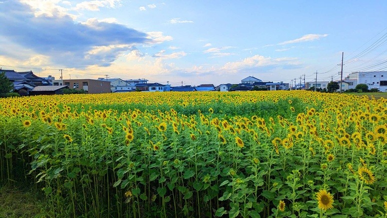 琴浦町役場前に咲く１０万本のひまわり（２０２５年）
満開の時期には訪れる人が絶えません。