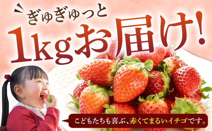 セット いちご イチゴ 苺 果物 フルーツ