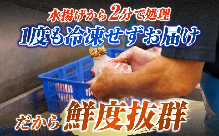 【全3回定期便】五島列島産 養殖 生本かみマグロ 赤身 中トロ 計約500g / まぐろ 鮪 刺身 ブロック