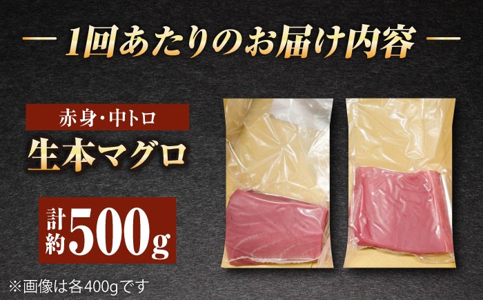 【全6回定期便】五島列島産 養殖 生本かみマグロ 赤身 中トロ 計約500g / まぐろ 鮪 刺身 ブロック