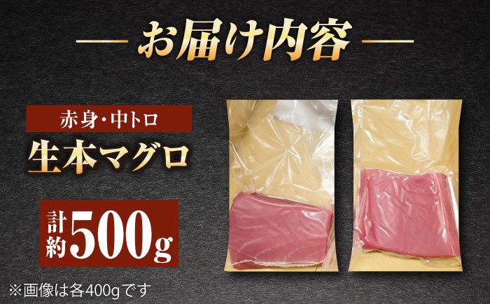 五島列島産 養殖 生本かみマグロ 赤身 中トロ 計約500g / マグロ まぐろ 鮪 刺身 ブロック