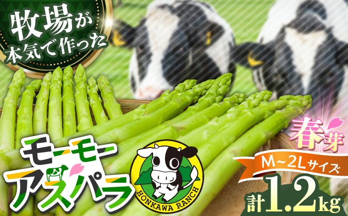 アスパラガス アスパラ モーモーアスパラ 野菜 春 春芽 あすぱらがす