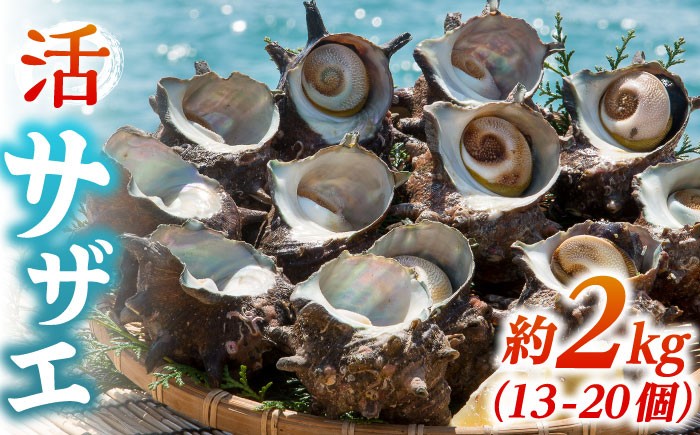 人気 新鮮 海鮮 特産品 贈り物 ギフト 魚介 ごはんの