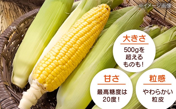 とうきび 野菜 コーン とうもろこし