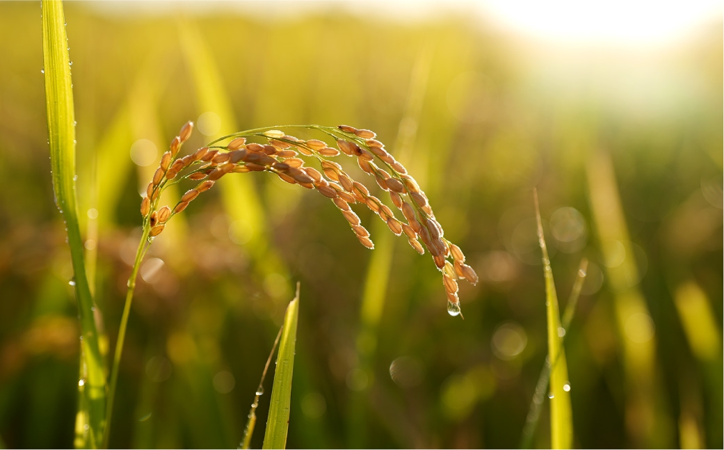 Ortolano 自然栽培米 朝日 2kg×2袋
