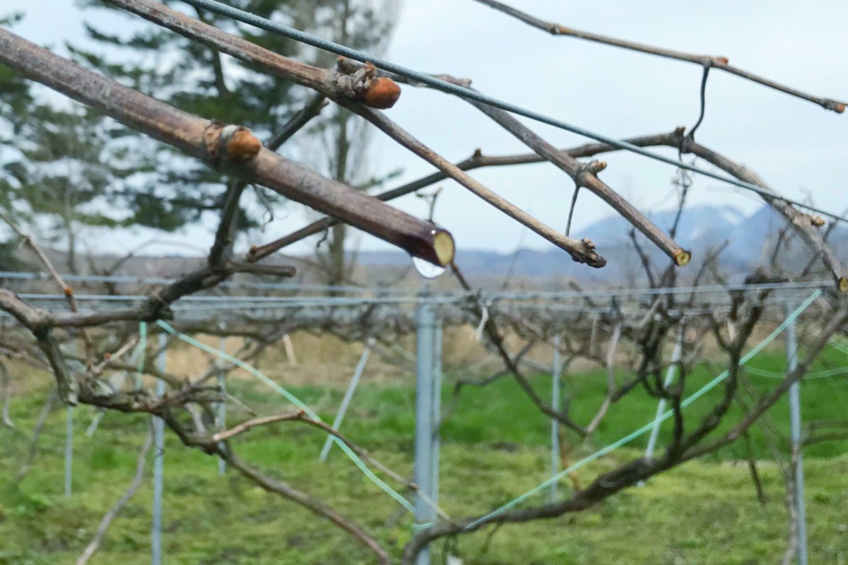 標高が高く豪雪地帯の蒜山（ひるぜん）の気候にも耐えるほど生命力が強いヤマブドウ。