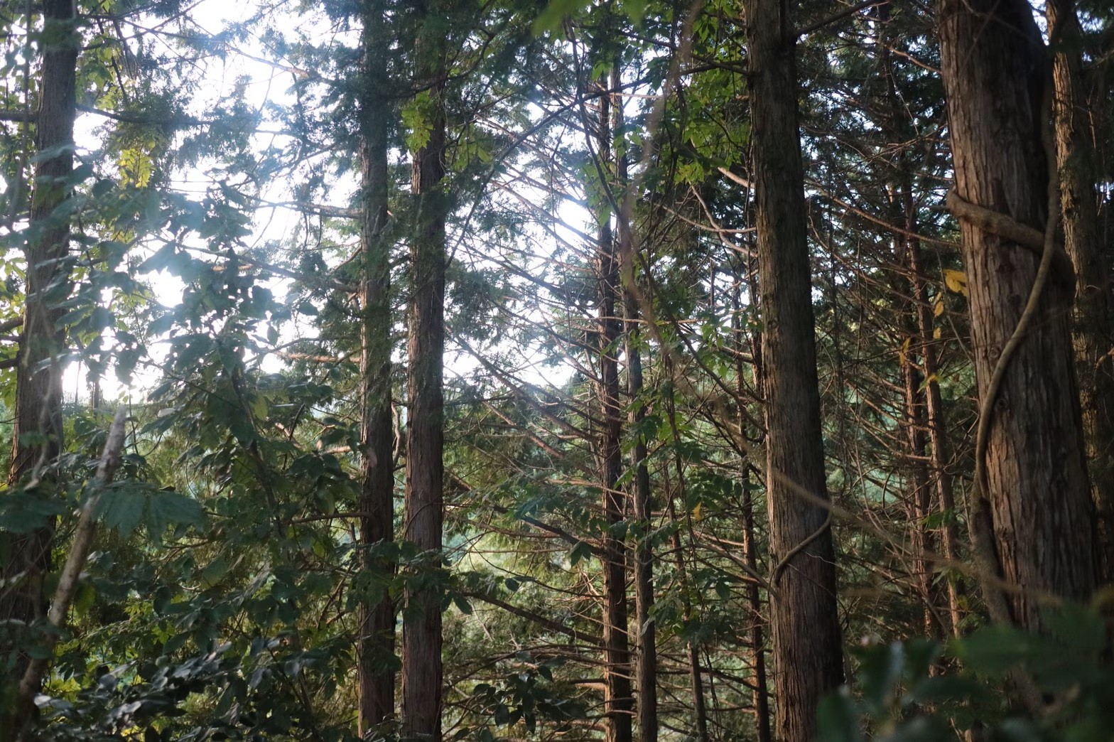 お顔を洗っていると深呼吸したくなるようなひのきのウッディな香りに包まれます。