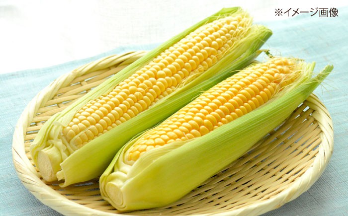 とうきび 野菜 コーン とうもろこし
