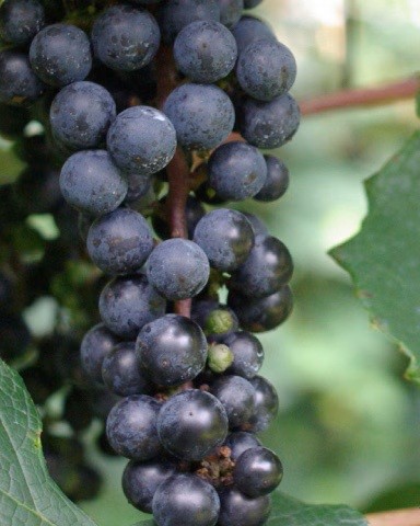 抗酸化力の高いヤマブドウの特性を活かせるように、ヤマブドウ石けんは「エイジングケア」をテーマにオイル配合を考えました。