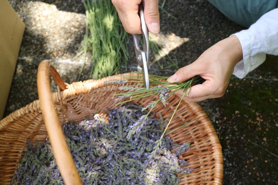 蒜山のラベンダーの甘くフローラルな香りが拡がります。