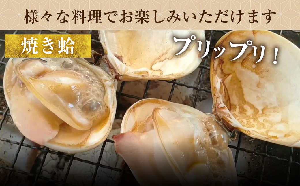 丸元水産 桑名産蛤 （ハマグリ） 2.2kg