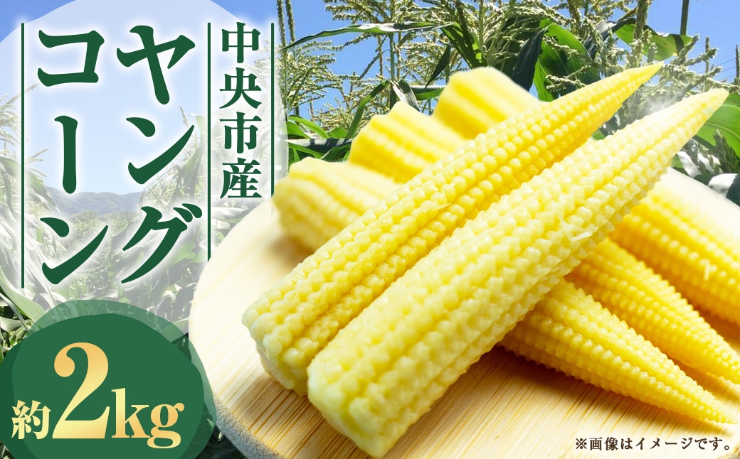 中央市産 ヤングコーン 約2kg