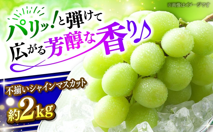 訳あり 家庭用 シャインマスカット マスカット ぶどう