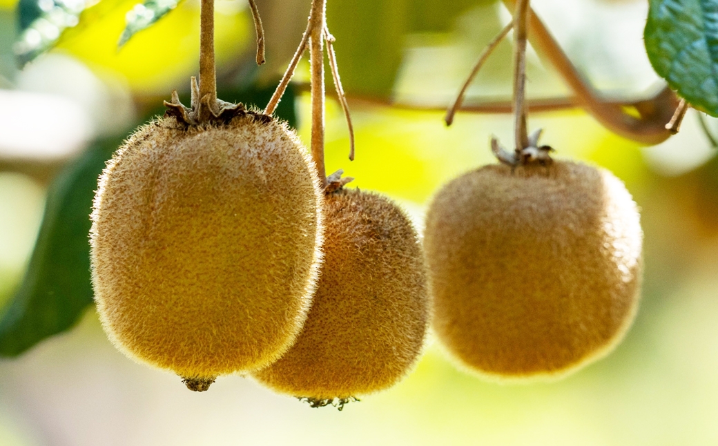 中央市産 キウイフルーツ （ ヘイワード ） 約1kg