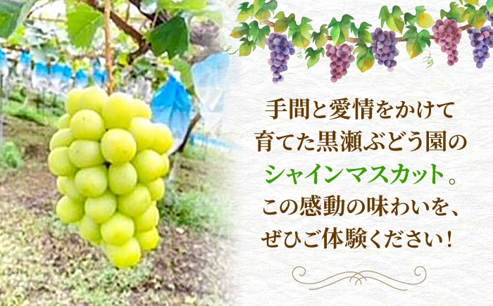訳あり 家庭用 シャインマスカット マスカット ぶどう