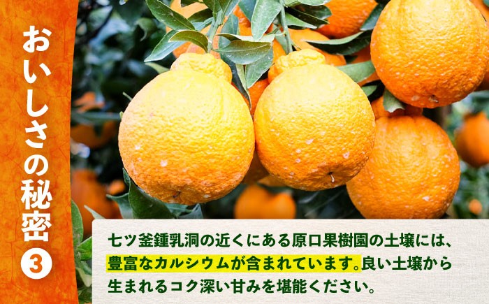 デコポン （ 不知火 ）約 3kg