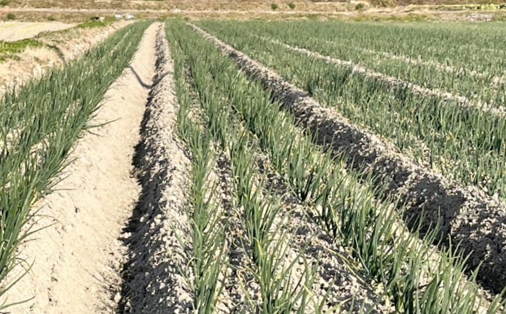 三世代で紡ぐ味淡路島の新玉ねぎ