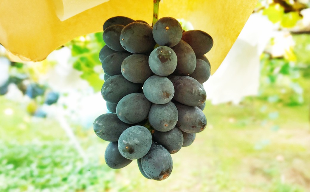 たっぷり日光を浴びたみずみずしい種無しシャインマスカット 約2kg 