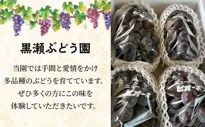 訳あり 家庭用 シャインマスカット マスカット ぶどう